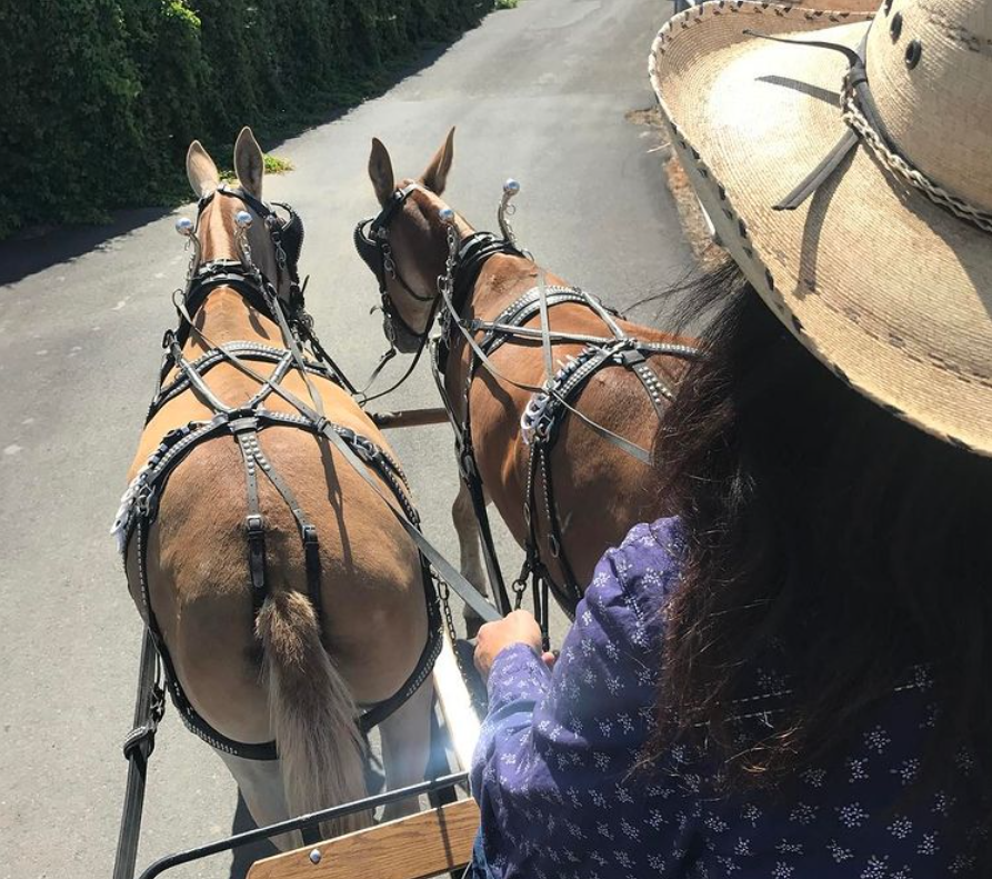wagon-rides wagon-rides