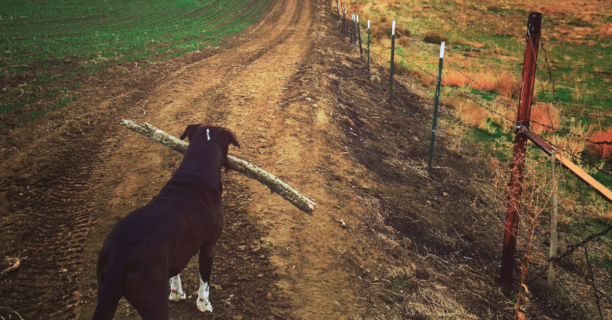 travel-pendleton-restaurants-that-allow-pets-outdoors
